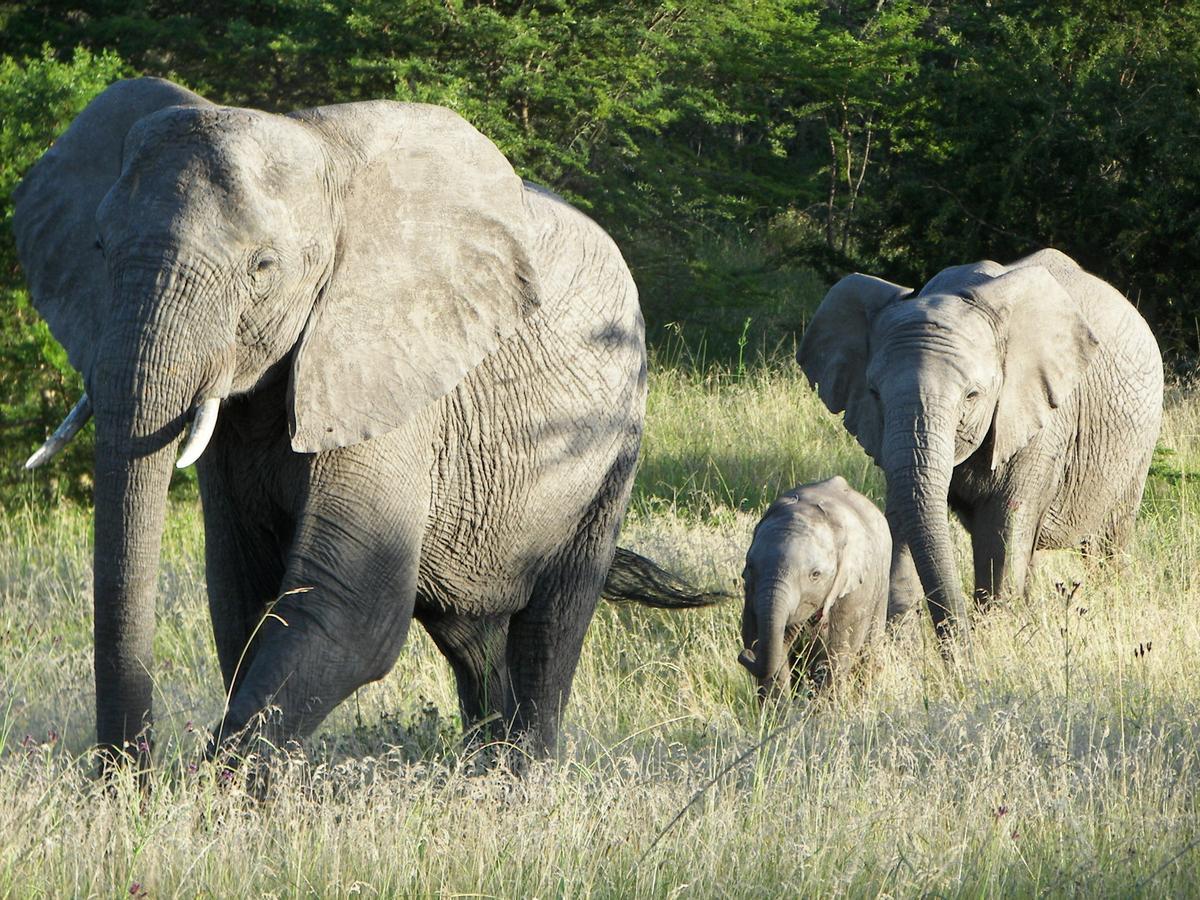גרהמסטאון Lalibela Game Reserve Mark'S Camp מראה חיצוני תמונה