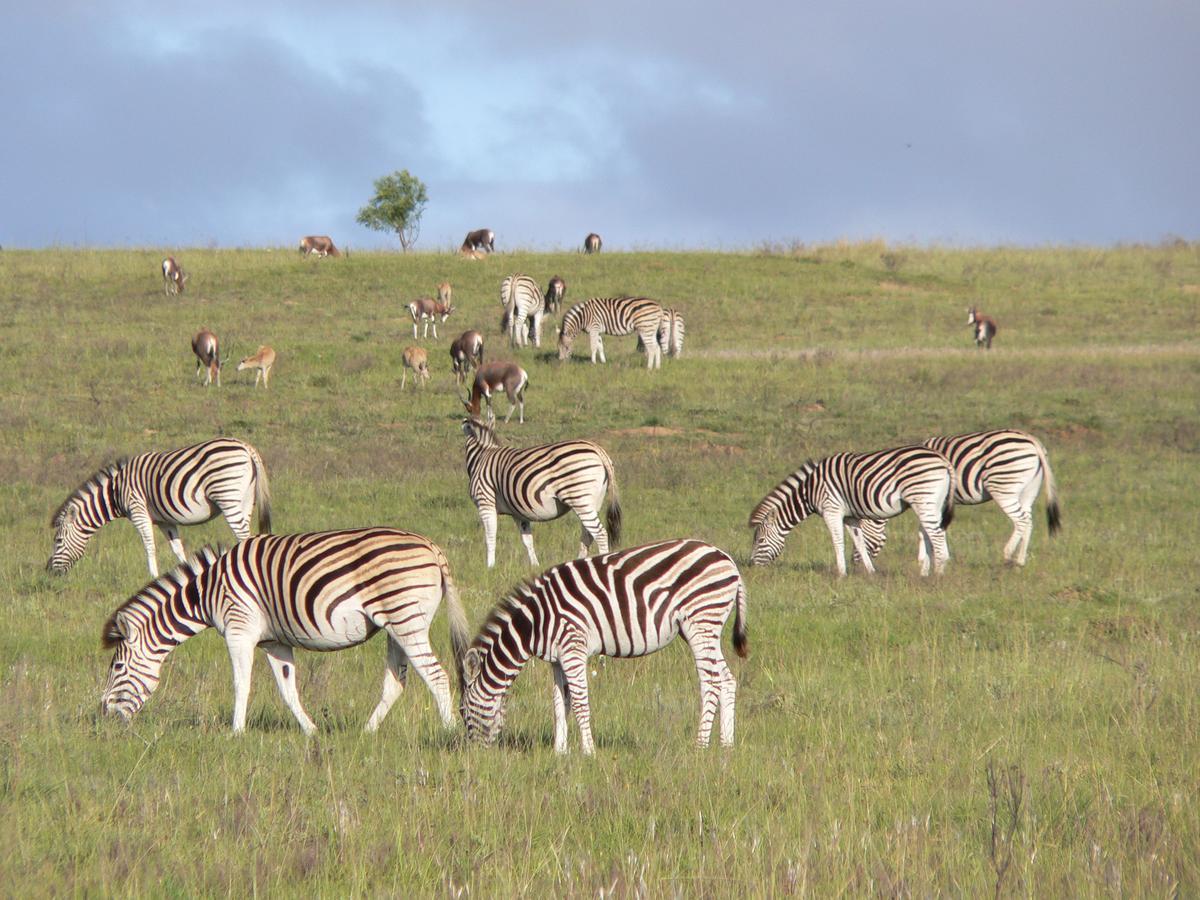גרהמסטאון Lalibela Game Reserve Mark'S Camp מראה חיצוני תמונה