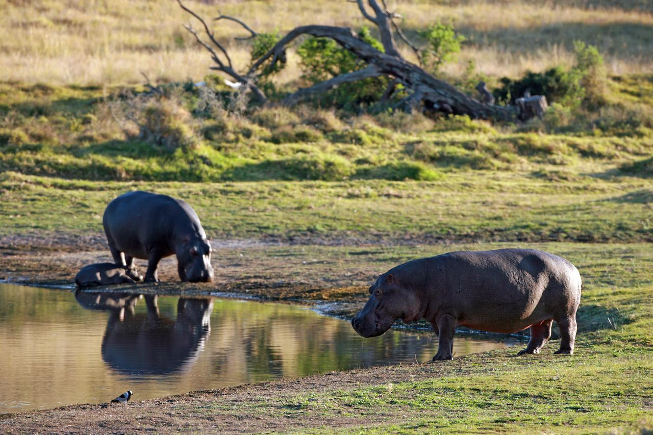 גרהמסטאון Lalibela Game Reserve Mark'S Camp מראה חיצוני תמונה