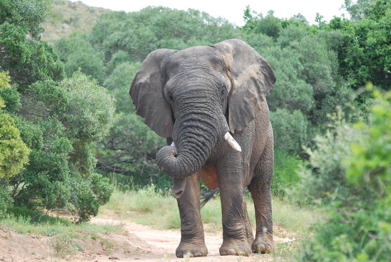גרהמסטאון Lalibela Game Reserve Mark'S Camp מראה חיצוני תמונה