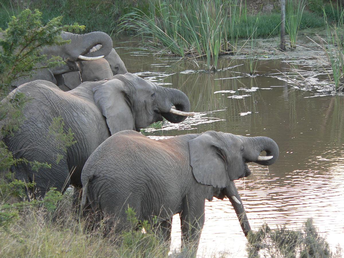 גרהמסטאון Lalibela Game Reserve Mark'S Camp מראה חיצוני תמונה