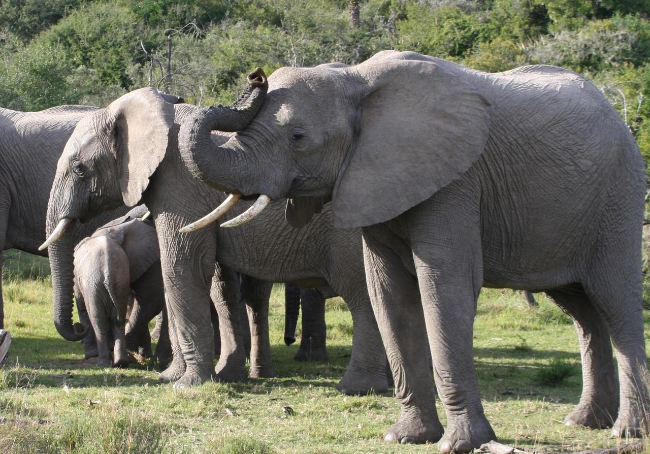 גרהמסטאון Lalibela Game Reserve Mark'S Camp מראה חיצוני תמונה