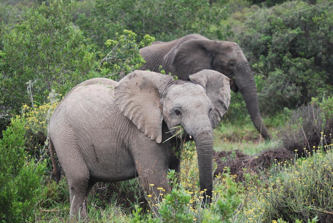 גרהמסטאון Lalibela Game Reserve Mark'S Camp מראה חיצוני תמונה