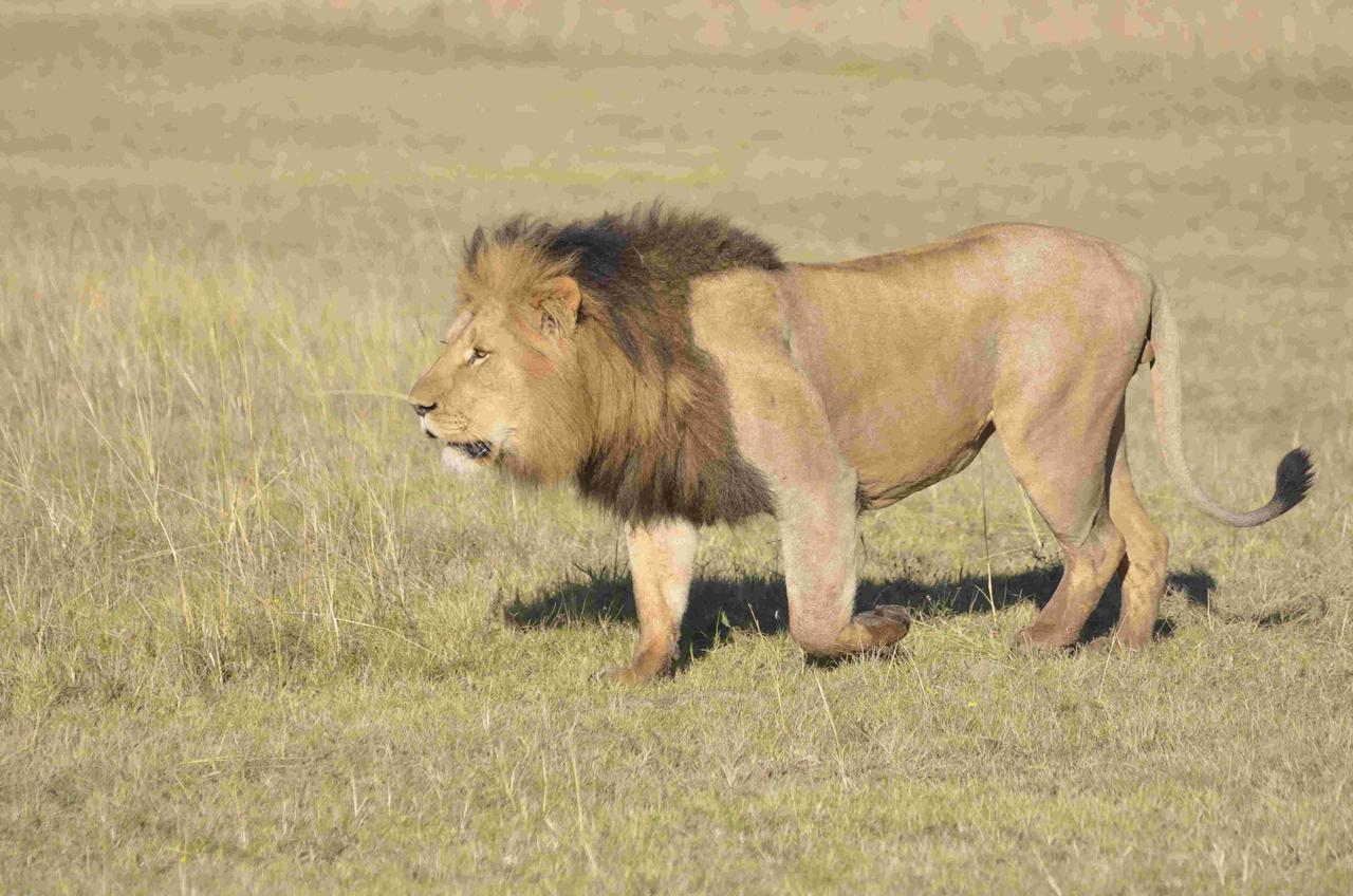 גרהמסטאון Lalibela Game Reserve Mark'S Camp מראה חיצוני תמונה