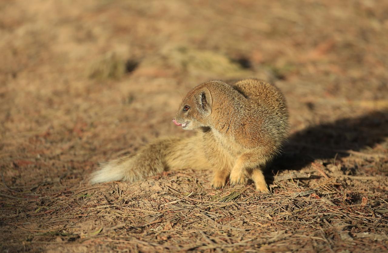 גרהמסטאון Lalibela Game Reserve Mark'S Camp מראה חיצוני תמונה