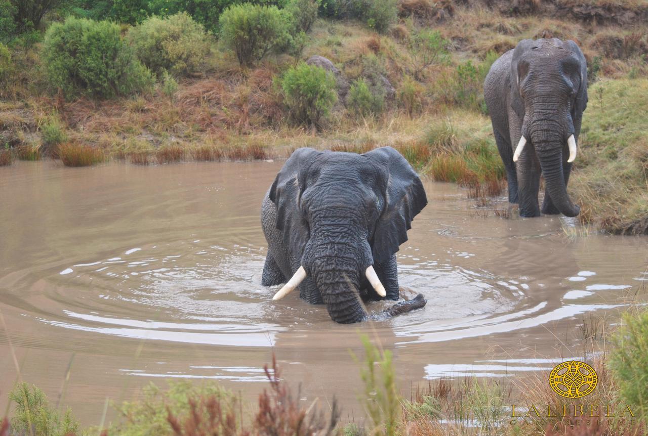 גרהמסטאון Lalibela Game Reserve Mark'S Camp מראה חיצוני תמונה
