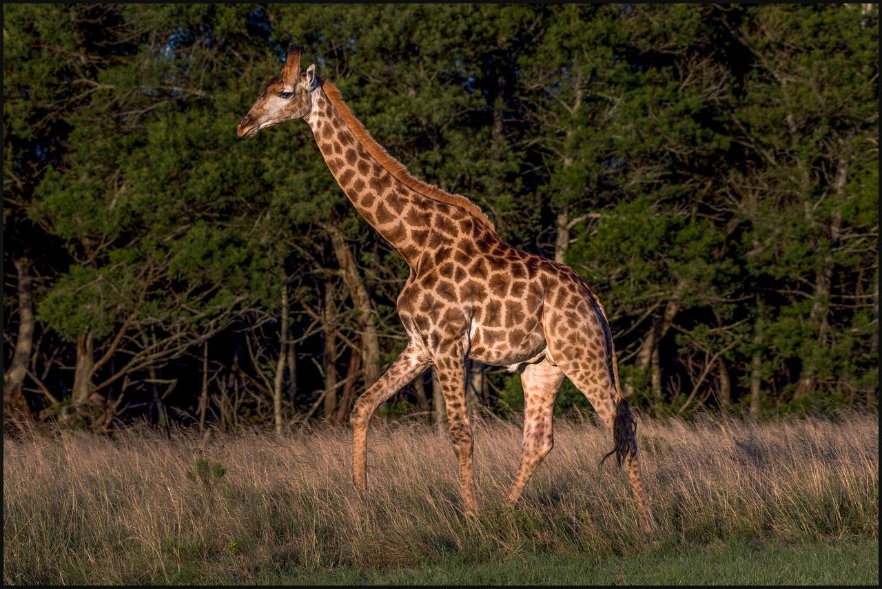 גרהמסטאון Lalibela Game Reserve Mark'S Camp מראה חיצוני תמונה