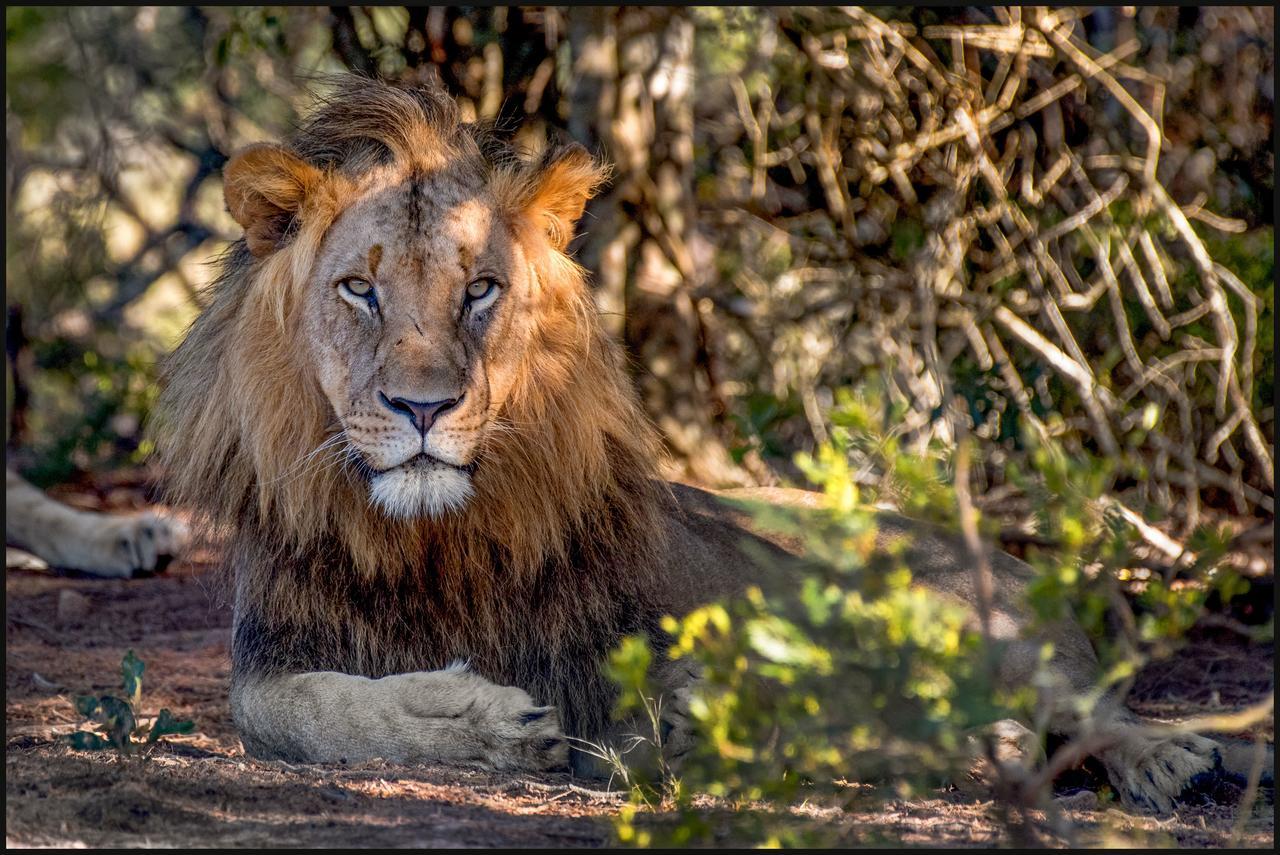 גרהמסטאון Lalibela Game Reserve Mark'S Camp מראה חיצוני תמונה