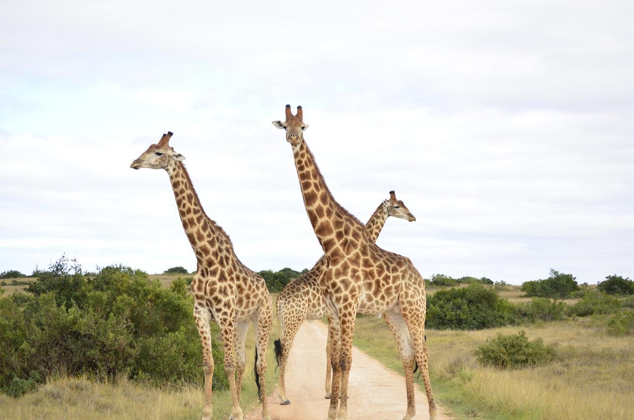 גרהמסטאון Lalibela Game Reserve Mark'S Camp מראה חיצוני תמונה