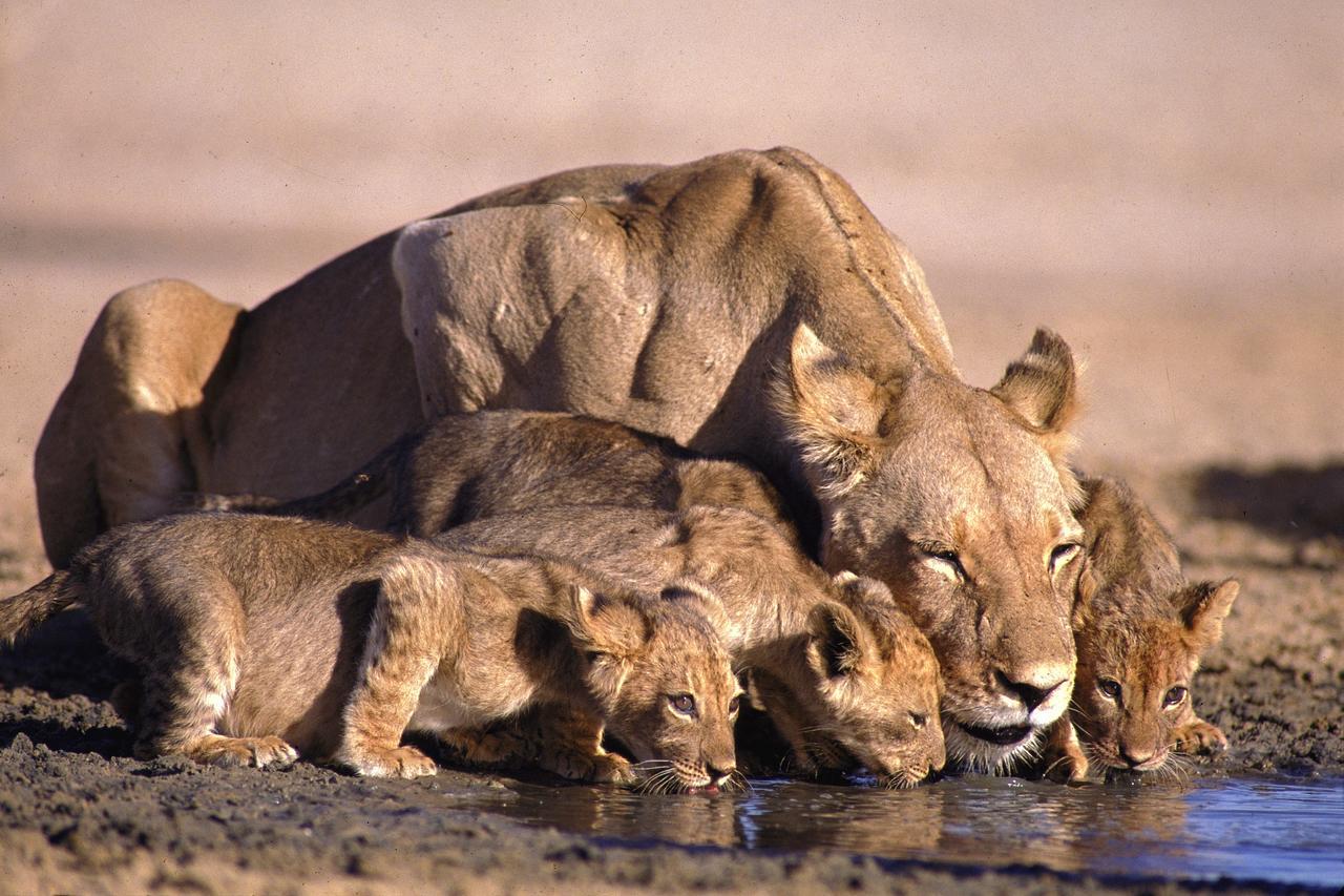 גרהמסטאון Lalibela Game Reserve Mark'S Camp מראה חיצוני תמונה