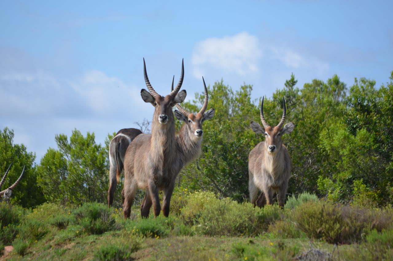 גרהמסטאון Lalibela Game Reserve Mark'S Camp מראה חיצוני תמונה