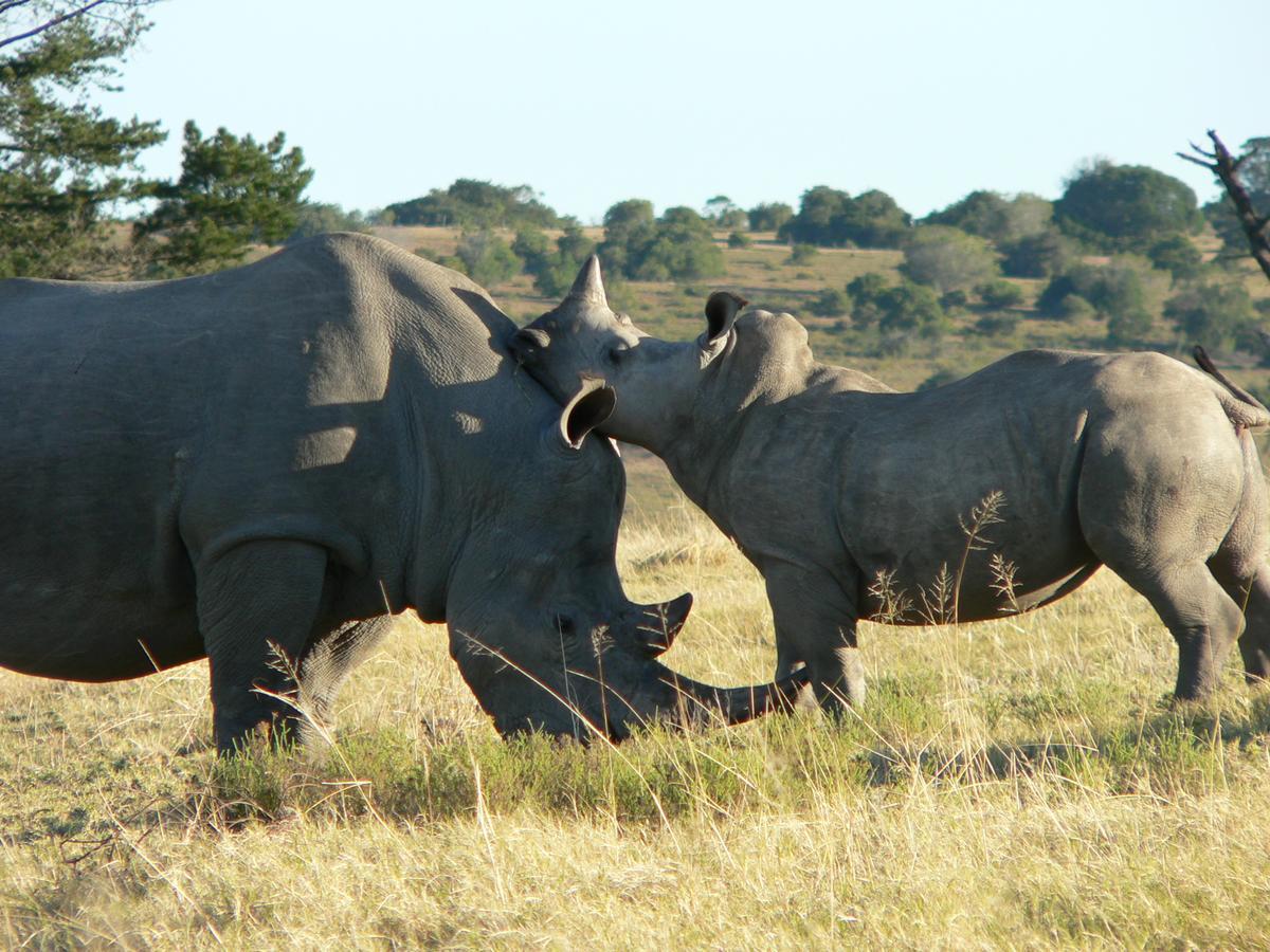 גרהמסטאון Lalibela Game Reserve Mark'S Camp מראה חיצוני תמונה