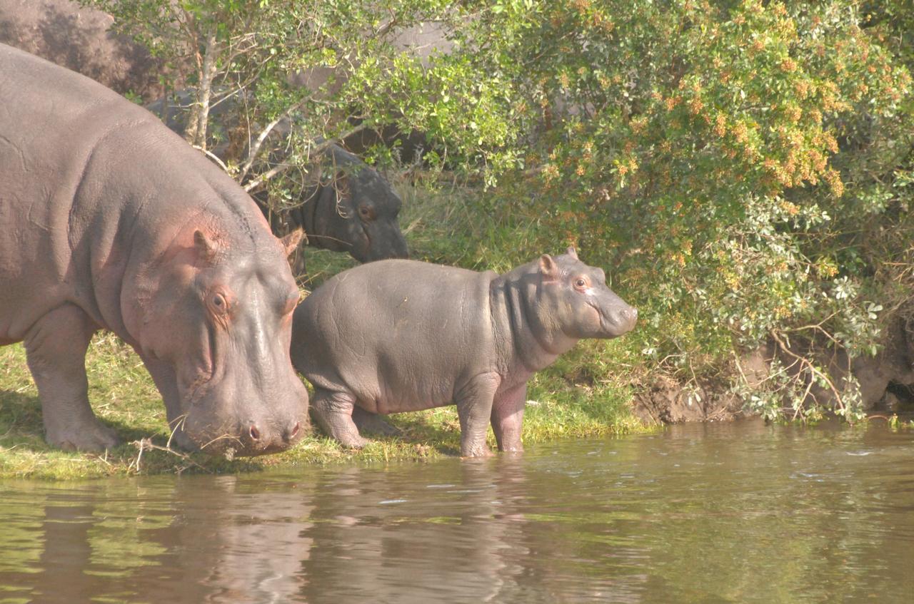 גרהמסטאון Lalibela Game Reserve Mark'S Camp מראה חיצוני תמונה