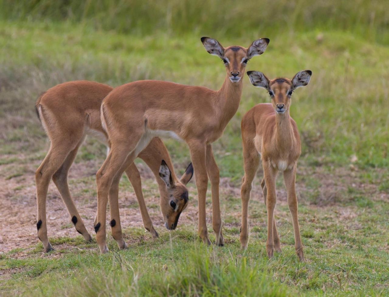 גרהמסטאון Lalibela Game Reserve Mark'S Camp מראה חיצוני תמונה